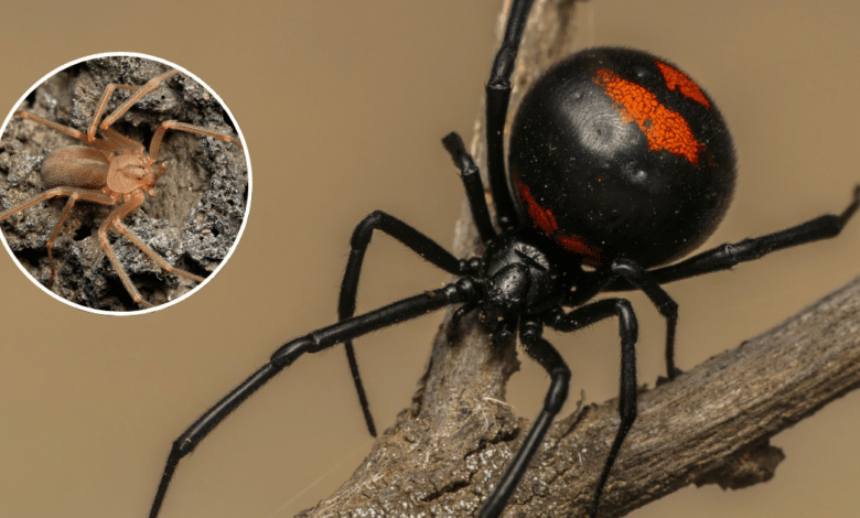 Arañas en BCS especies peligrosas en La Paz y Los Cabos