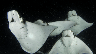 Las móbulas, los espectaculares peces voladores del Golfo de California