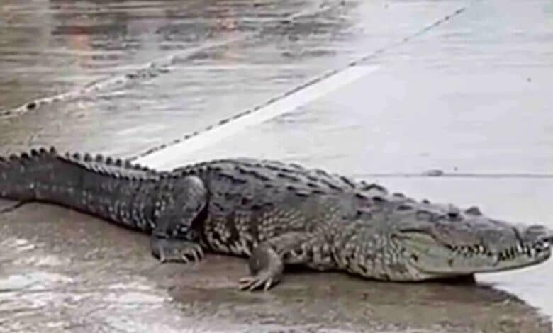 Inundaciones causan un éxodo de hasta 99 cocodrilos en cuatro estados (Foto de internet)