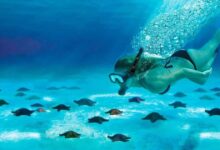 La playa de Cozumel donde puedes nadar con estrellas de mar (Foto de internet)