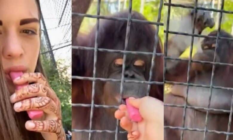 Boxeadora rusa obliga a fumar a orangután en Crimea, tendrá consecuencias (Foto de internet)
