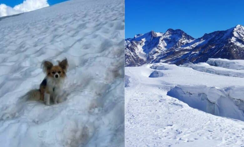 Chihuahua rescata a su dueño que cayó en un glaciar en Suiza (Fotos de internet)